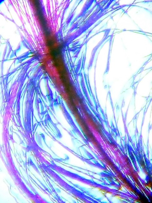 Набор Levenhuk LabZZ MT2: микроскоп и телескоп Набор Levenhuk LabZZ MT2: микроскоп и телескоп